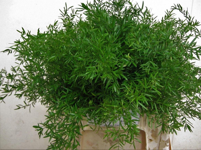 <h4>Asparagus densiflorus 'Cwebe'</h4>