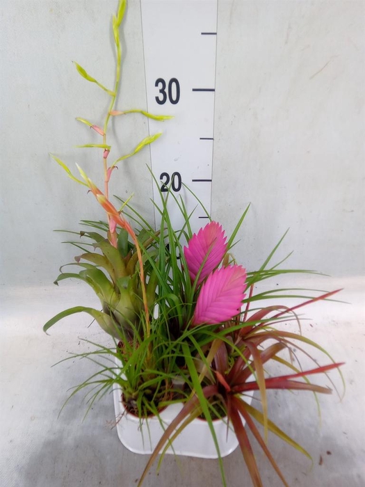 <h4>Tillandsia  ...mix</h4>