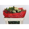 Hypericum Rainbow Romance Spray