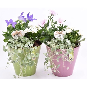 Kunststof pot roze/groen 21cm