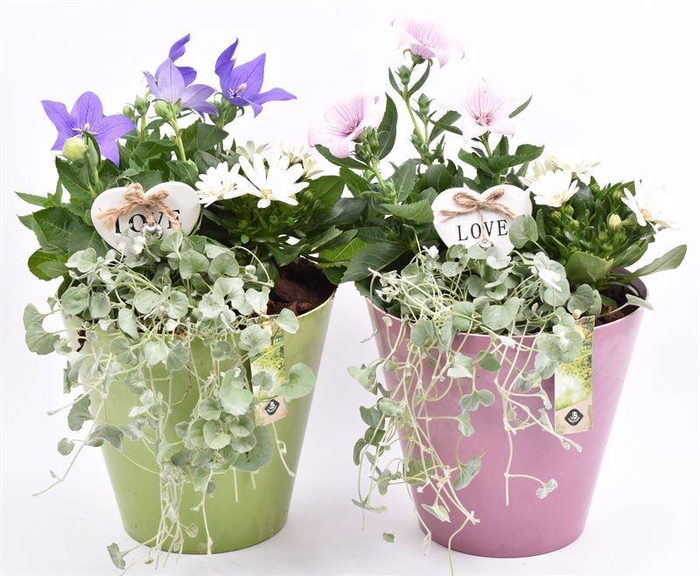 <h4>Kunststof pot roze/groen 21cm</h4>