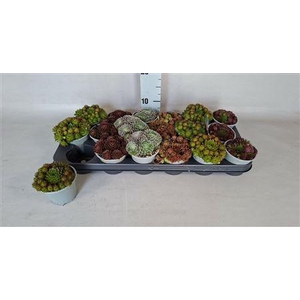Sempervivum Mix P9