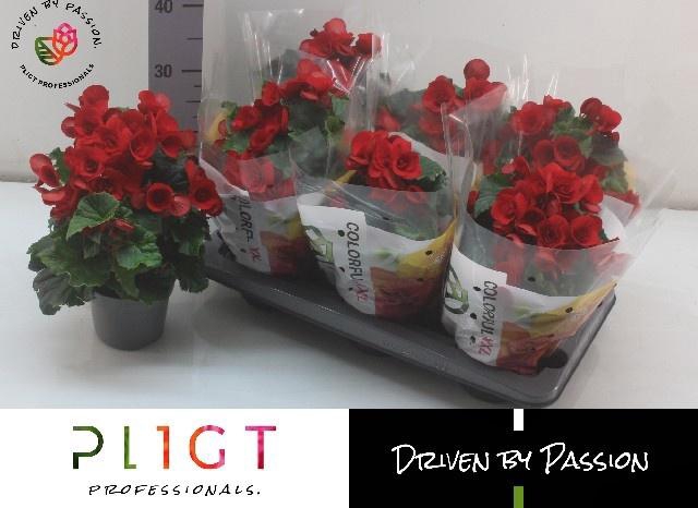 <h4>BEG DU BALADIN</h4>