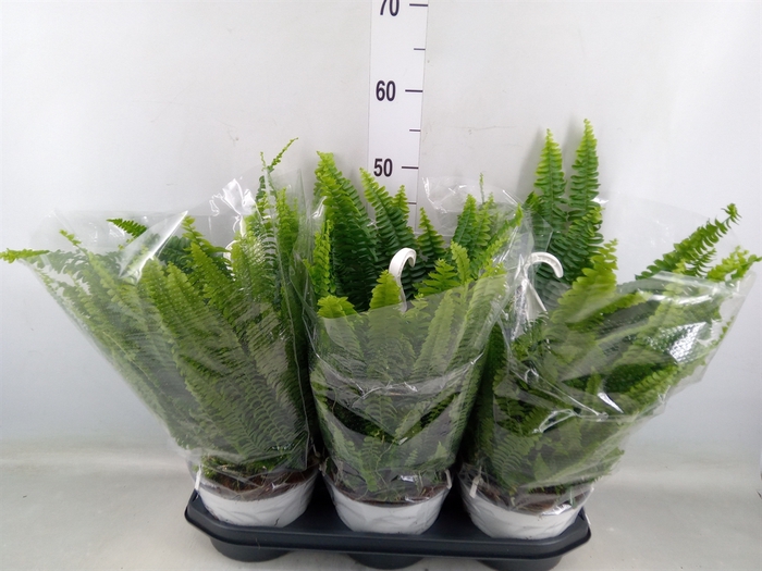 <h4>Nephrolepis exal. 'Sonata'</h4>