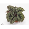 Begonia BD 'MagicColours Fedor'