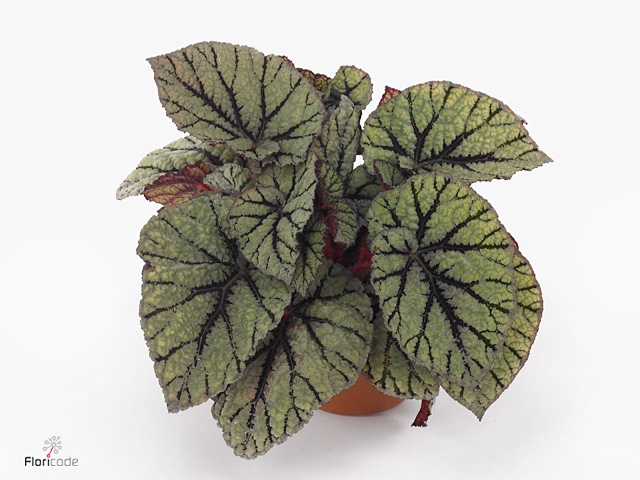 Begonia BD 'MagicColours Fedor'