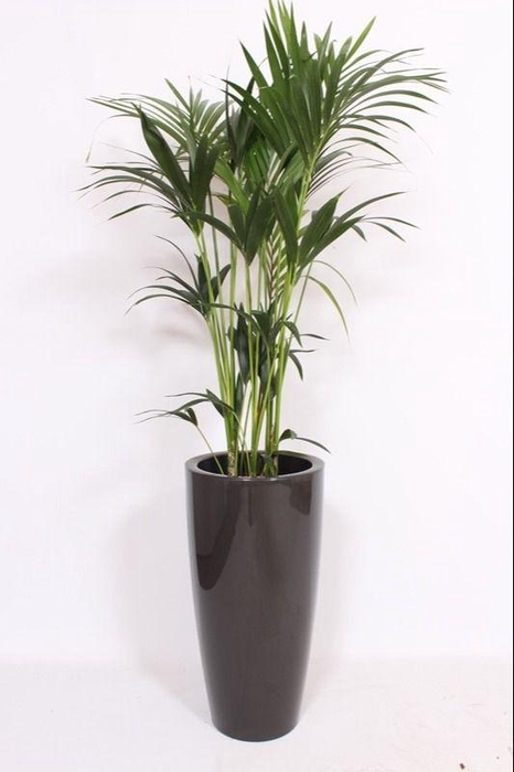 <h4>Howea Forsteriana in Santorini pot "antraciet"</h4>