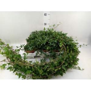 Hedera helix 'Shamrock'