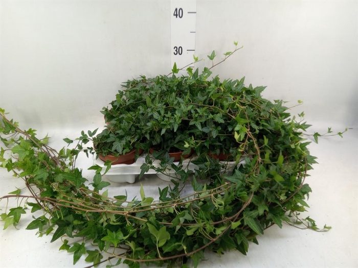 <h4>Hedera helix 'Shamrock'</h4>