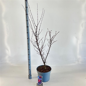 Acer pal. 'Skeeters Broom'