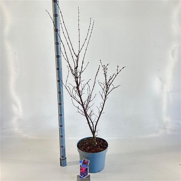 <h4>Acer pal. 'Skeeters Broom'</h4>