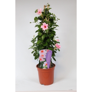 Mandevilla Sundaville Cream Pink pyramide