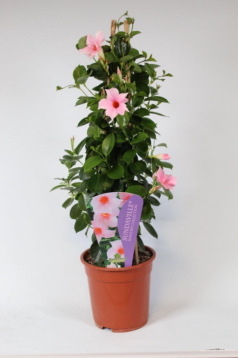 <h4>Mandevilla Sundaville Cream Pink pyramide</h4>