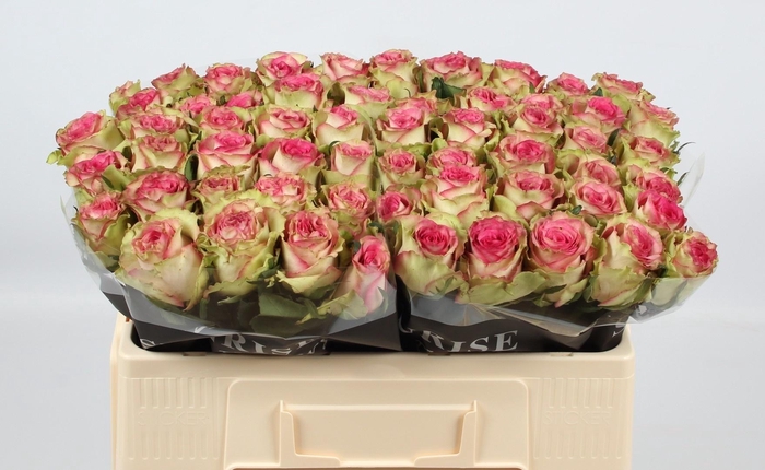 <h4>R GR MONIQUE</h4>