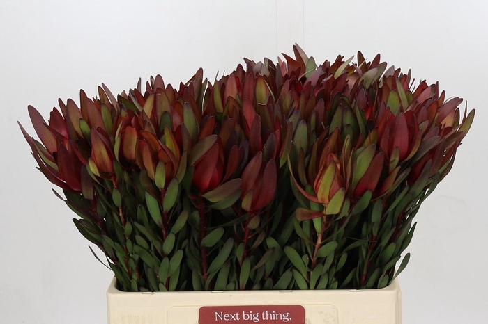 <h4>LEUCAD SAF SUNSET</h4>