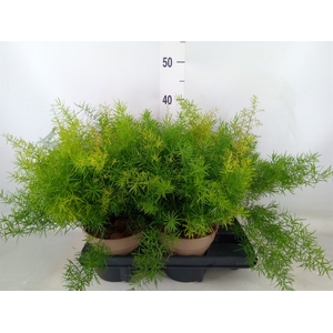 Asparagus dens. 'Sprengeri'
