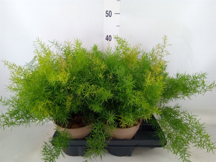 <h4>Asparagus dens. 'Sprengeri'</h4>
