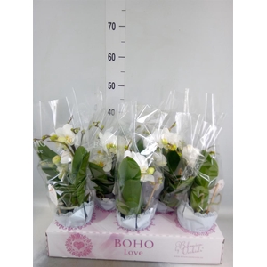 Phalaenopsis   ...white