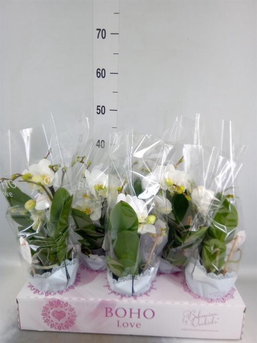<h4>Phalaenopsis   ...white</h4>