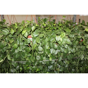 PEPEROMIA SCANDENS VERDE C21 MIN 100 CM PENDENTE