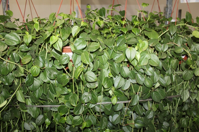 <h4>PEPEROMIA SCANDENS VERDE C21 MIN 100 CM PENDENTE</h4>