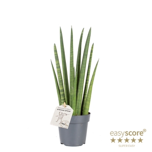 SANSEVIERIA CYLINDRICA P11 ROCKET