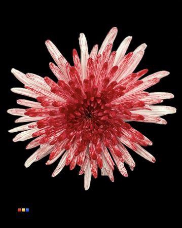 <h4>Chr G Topspin Lipstick</h4>