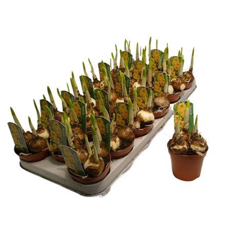 <h4>Narcis Bright Day Mini</h4>