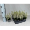 Callu Bl Verenka