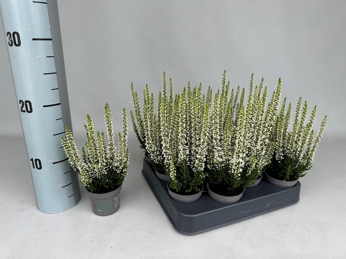 Callu Bl Verenka