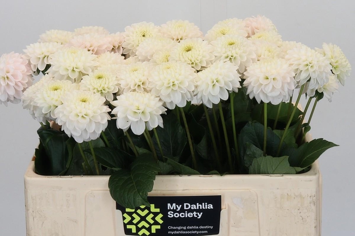 Dahlia Light Wizard