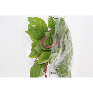 AMARANTHUS VINHO
