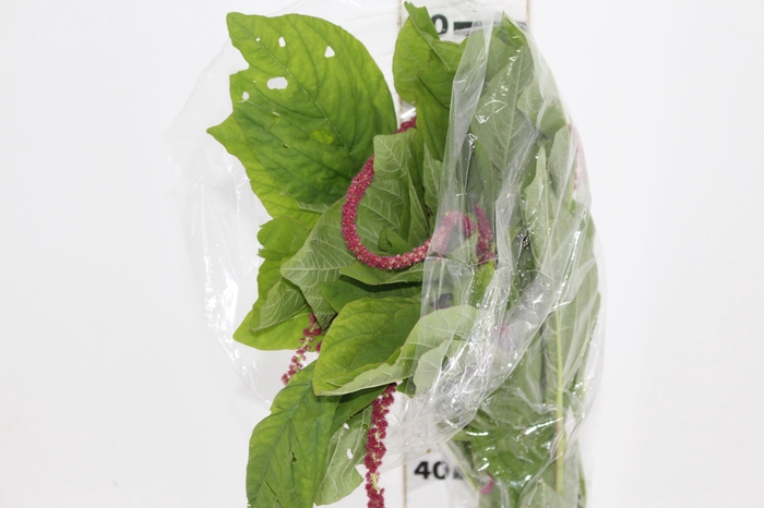 <h4>AMARANTHUS VINHO</h4>