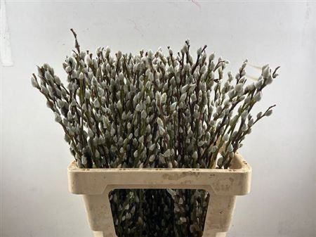 Salix Wilgenkatjes