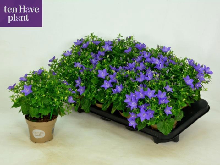 <h4>CAMP IS NAPOLI</h4>