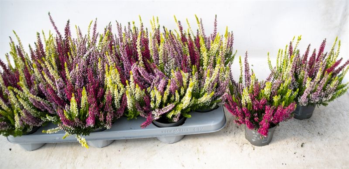 Calluna Beauty Ladies Starlight trio