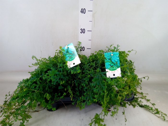<h4>Selaginella   ...</h4>