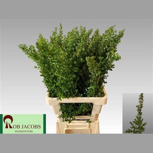 Spiraea Nip Snowmound