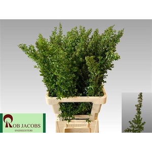 Spiraea Nip Snowmound