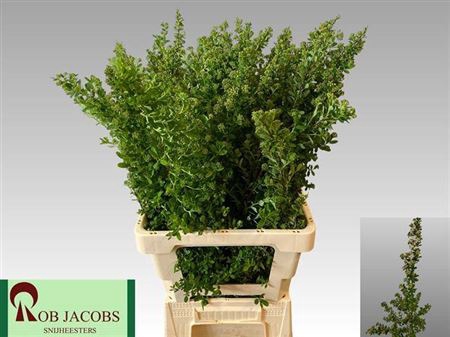 <h4>Spiraea Nip Snowmound</h4>