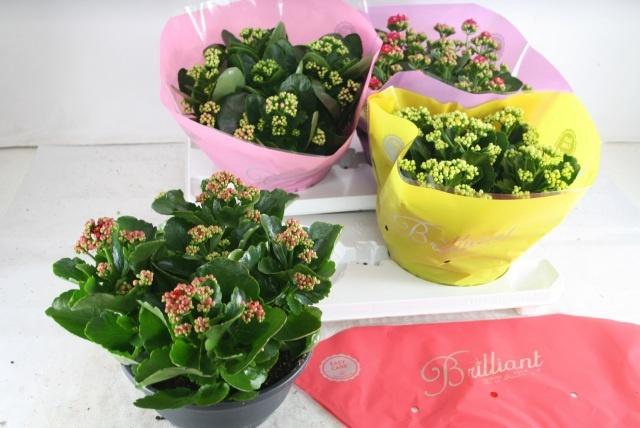 <h4>KAL GE GEM 4 KL</h4>