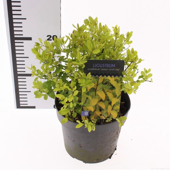 <h4>Ligustrum 'Lemon and Lime'</h4>
