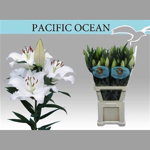 Li Or Pacific Ocean 5+