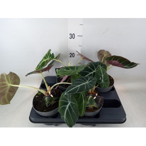 Alocasia  'Black Velvet'