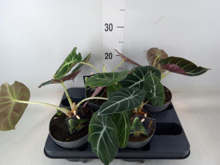 <h4>Alocasia  'Black Velvet'</h4>