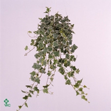 Hedera helix 'Ingelise'