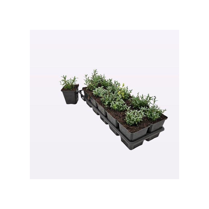 <h4>Cerastium tomentosum 12-Tray</h4>