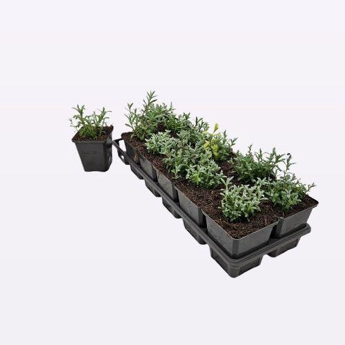 Cerastium tomentosum 12-Tray