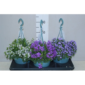 Campanula Poscharskyana Mix In Hangpot