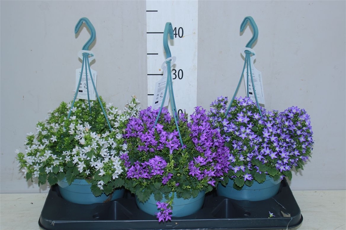 <h4>Campanula Poscharskyana Mix In Hangpot</h4>